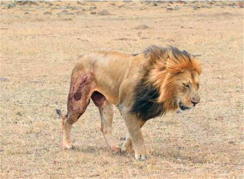 狮子舔伤口图片