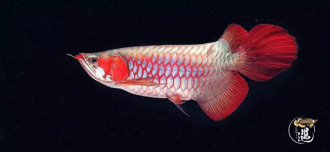 想知道"判断你的龙鱼长大后是否霸气",linlan0811驯龙指导师,一一为你