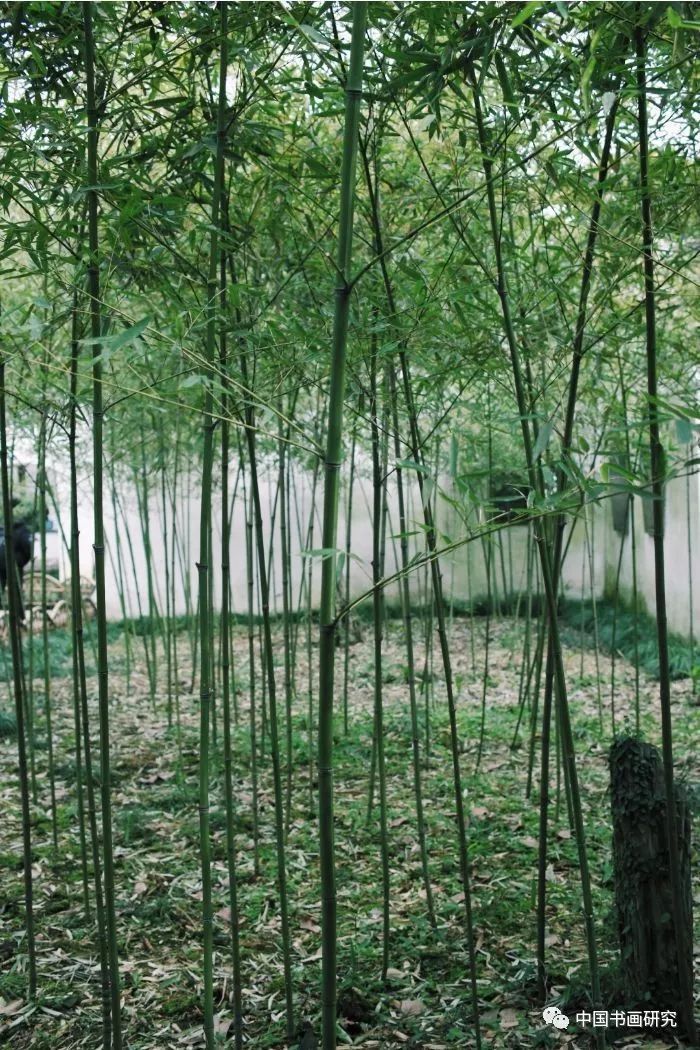 眼中的竹外桃花江南人家美不胜收