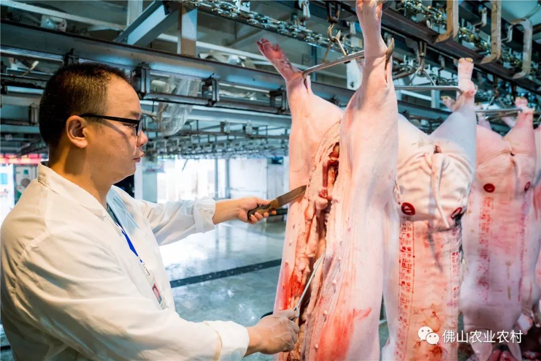 育肥猪出栏：养殖行业的最新趋势与应对策略