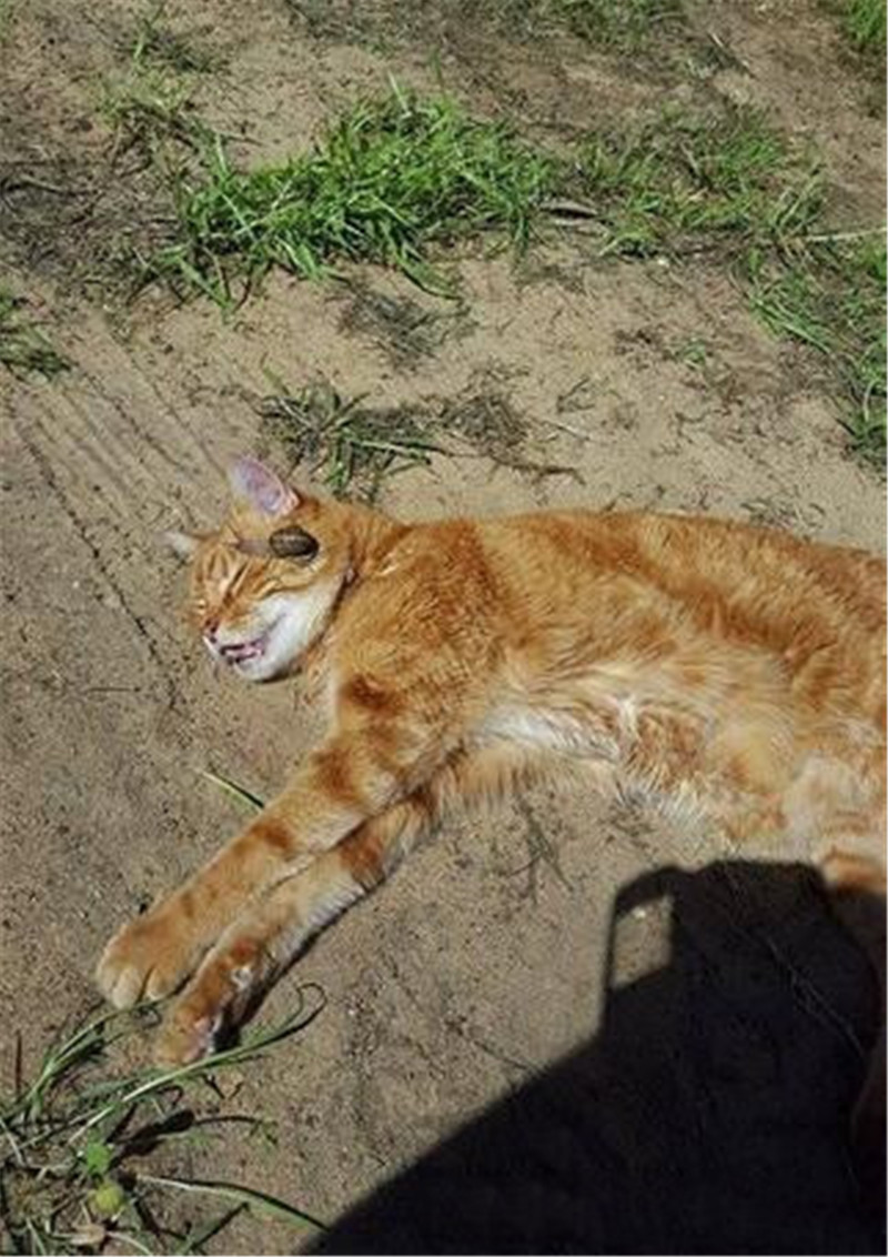好心埋葬路边发现的"死猫",不料这猫突然诈尸,原来竟是睡过头了