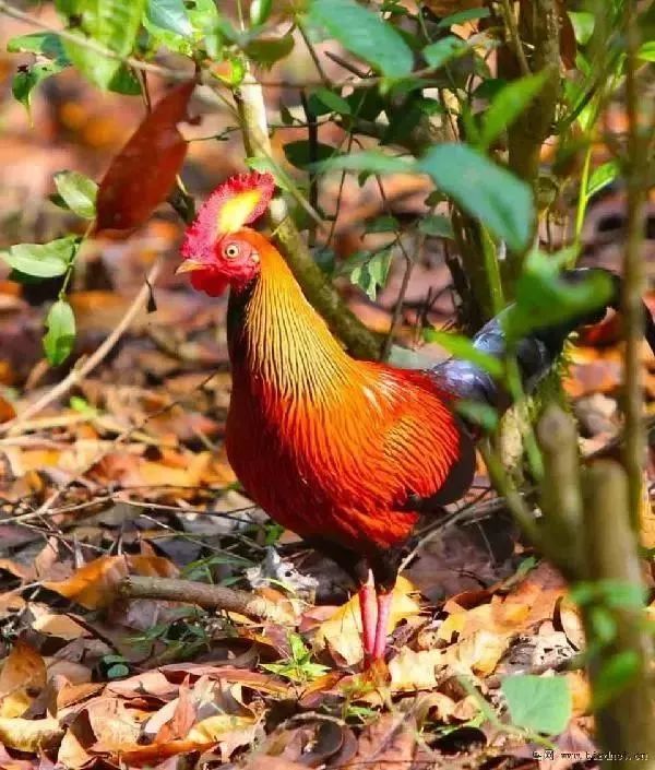 客家人发现这种鸡千万不要捉不要吃