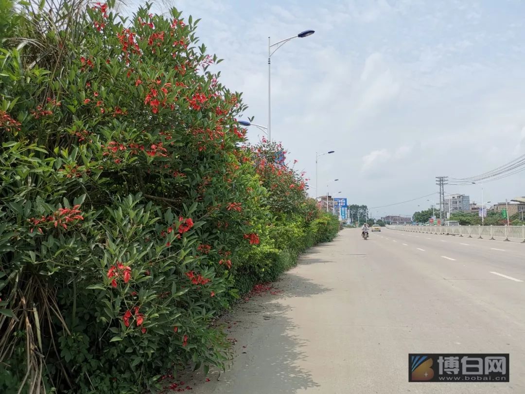 博白绿珠大道的绿化树太霸道了竟然要把路吃掉
