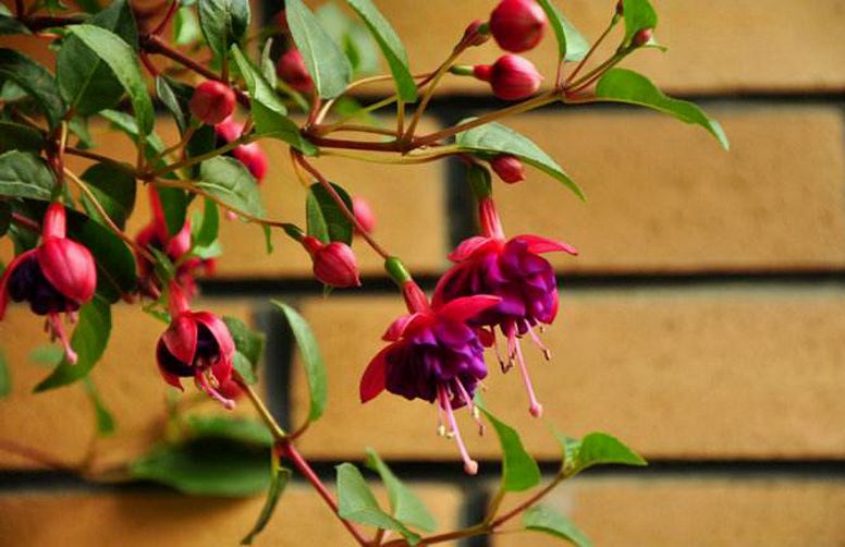 五月时光 || 李杜