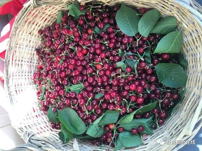 舒城张母桥车箱沟樱桃熟啦好多人都去了你还没去