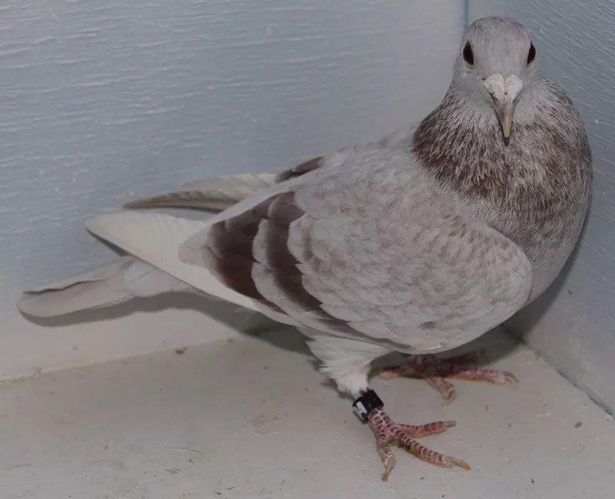 鸽经20年西翁系育种经验大公开