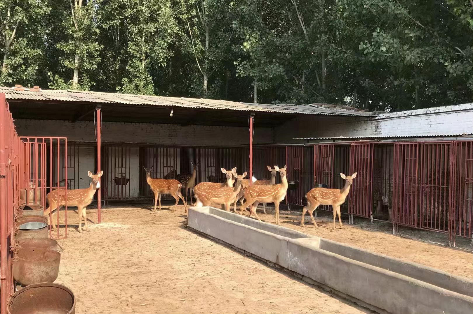 鹿产品有没有销路