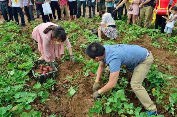 他冒死从国外偷回几根藤让中国人口增加几亿此物在我国很常见