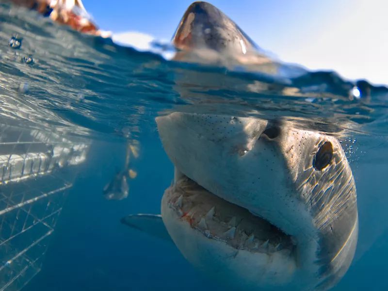 圖片來自sharkcagediving網站想在南非近距離觀賞大白鯊,鯊籠潛水是