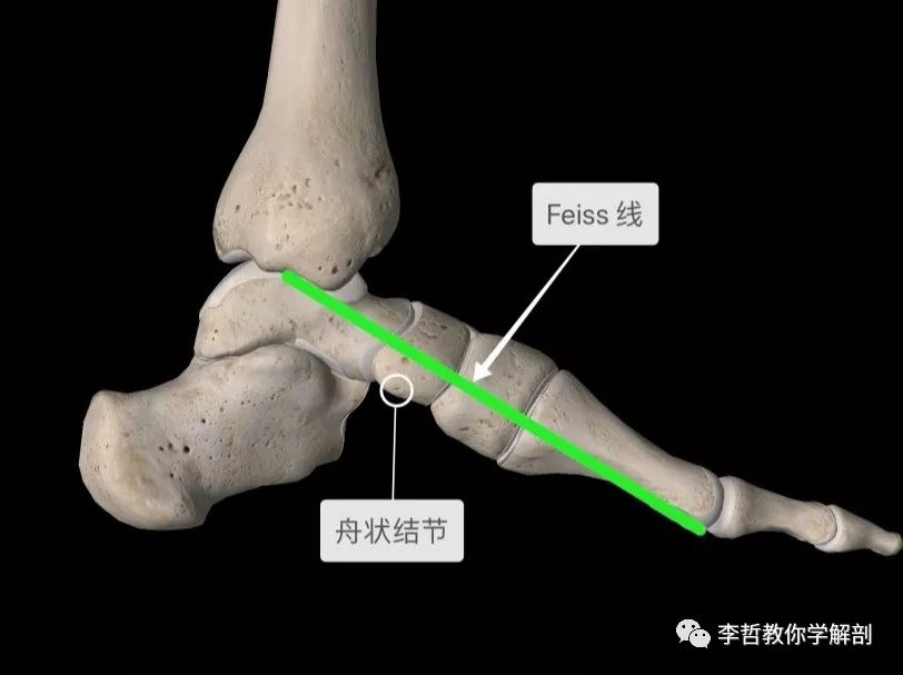 舟骨粗隆的位置图片图片