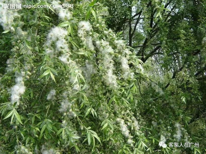 铺天盖地二十天,廿天过后影不见,柳絮飘飘去哪儿?