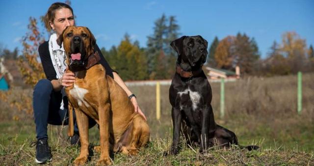 原創歐美最受歡迎的鬥犬兇狠強壯的土佐犬是什麼樣的狗狗