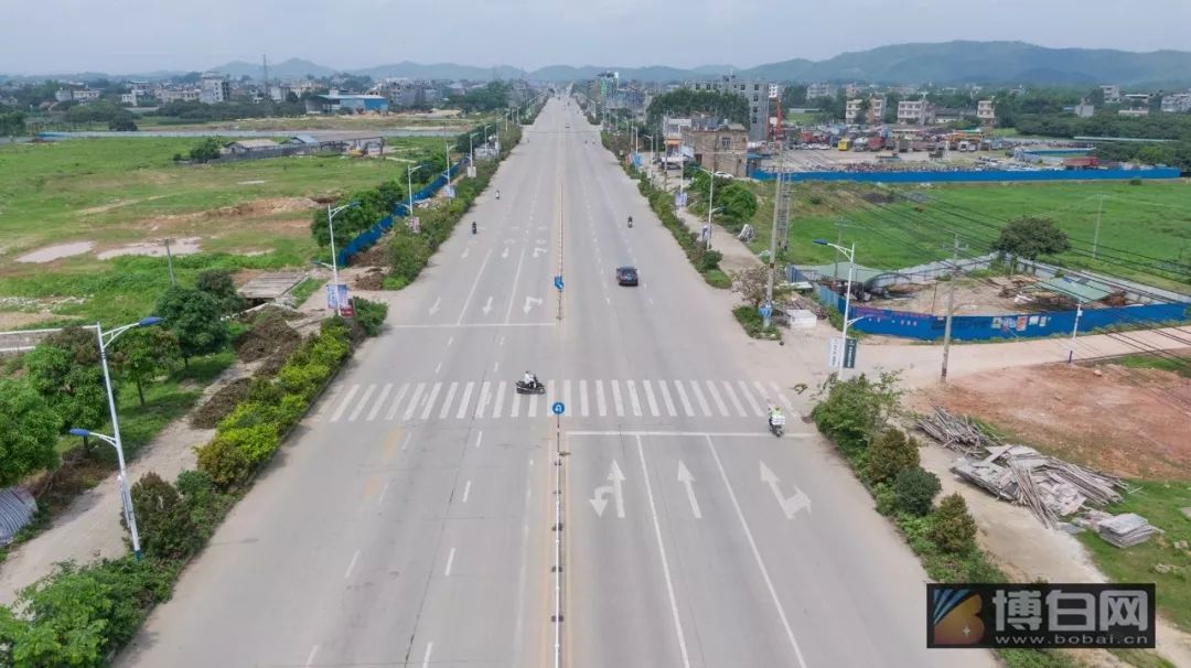 博白绿珠大道的绿化树太霸道了竟然要把路吃掉