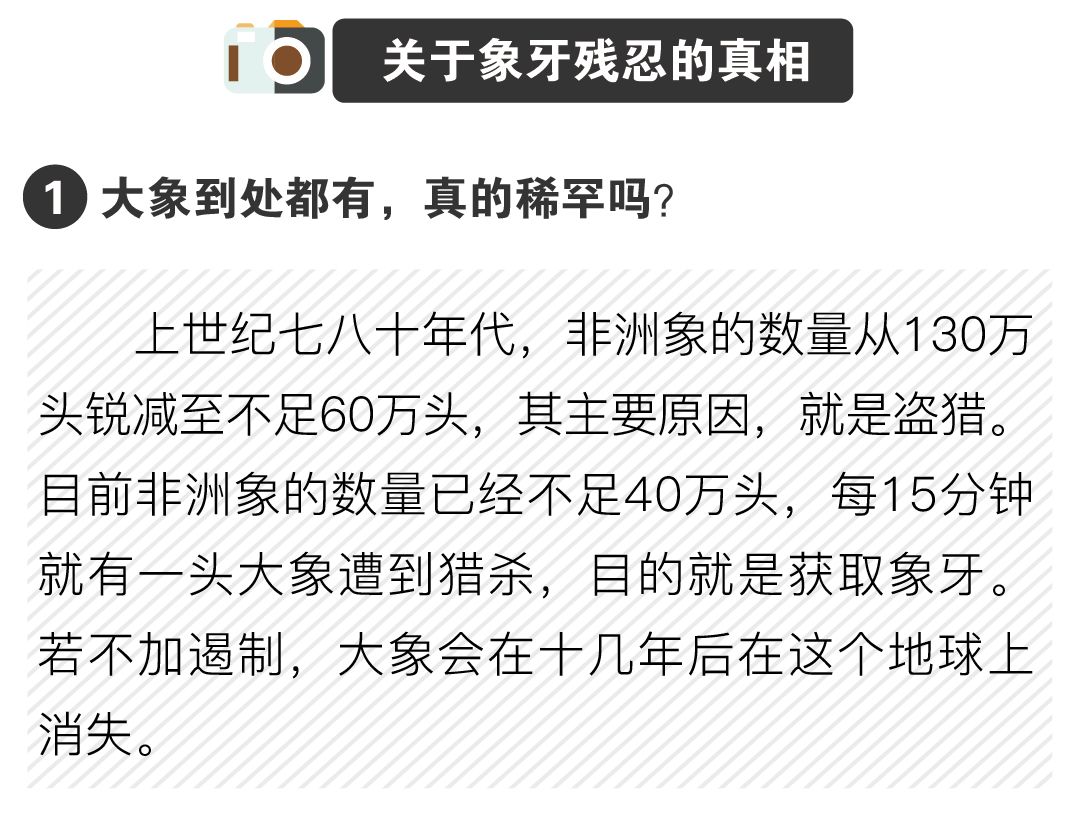 海关小贴士|拒绝象牙入境,配饰也不行!