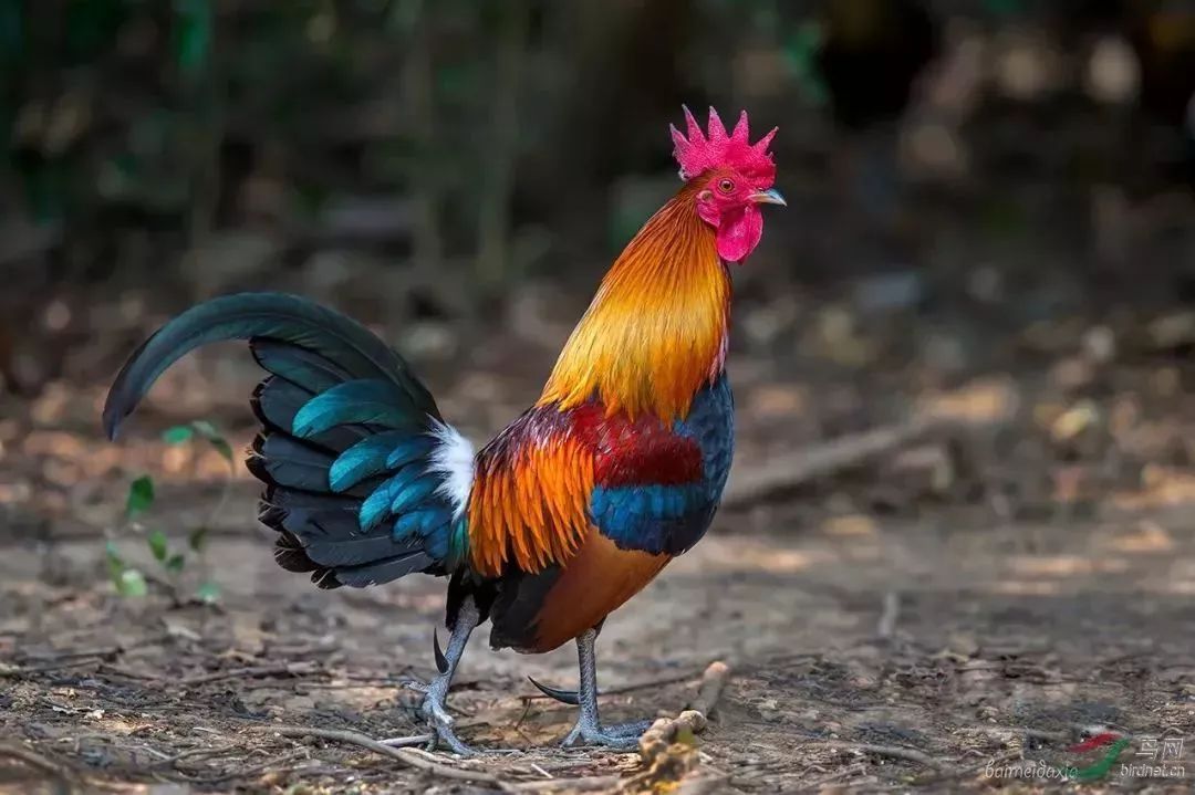 在外形上,跟我们日常吃的家鸡差不多;只不过原鸡比家鸡的个头要更大一