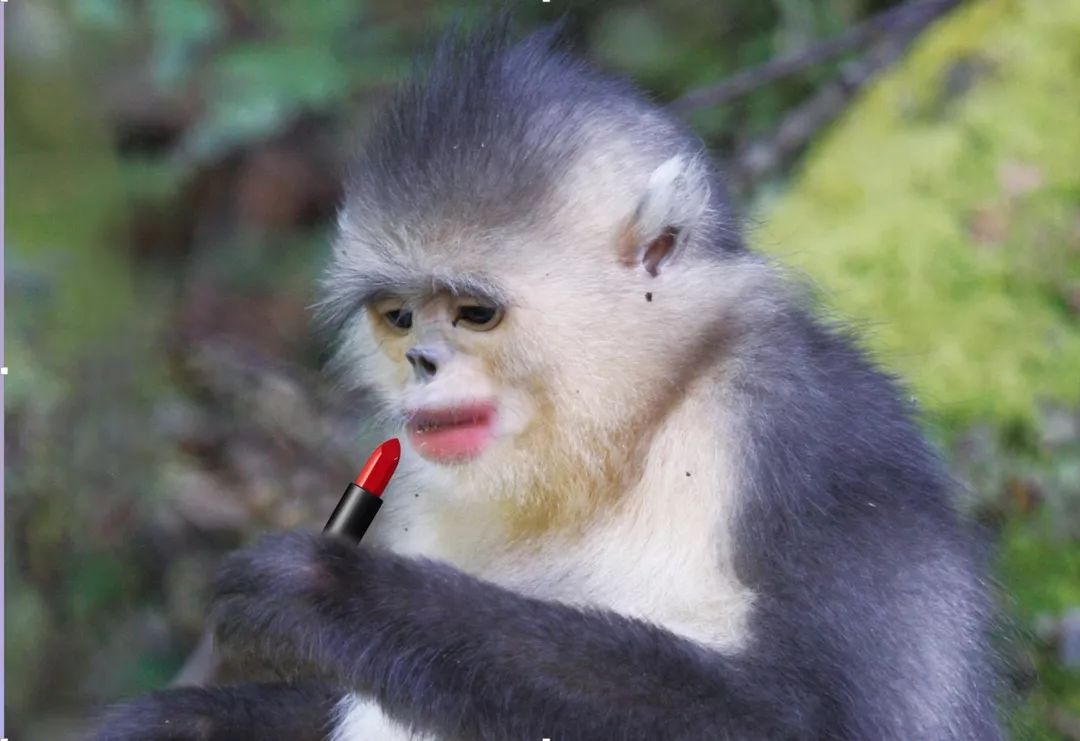 中国好书之《红唇美猴传奇》:一本关于中国奇猴的自