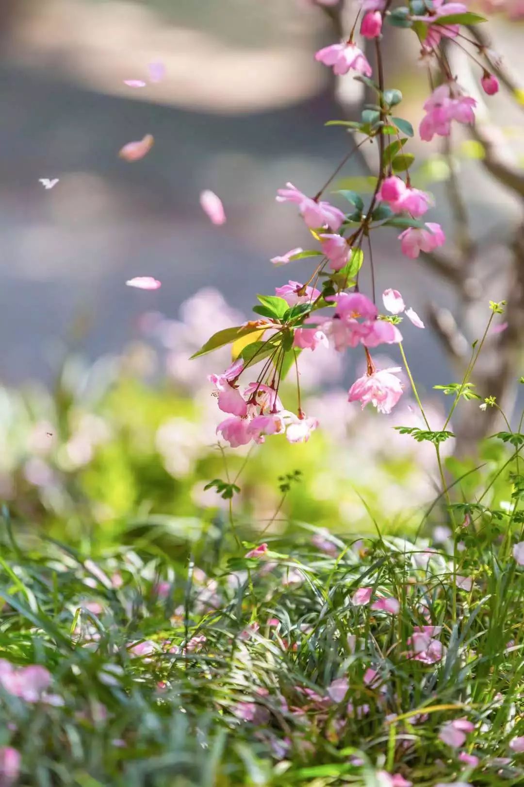 "花谢花飞飞满天,红消香断有谁怜",莫忧戚,每个果都曾是一朵花,花落果