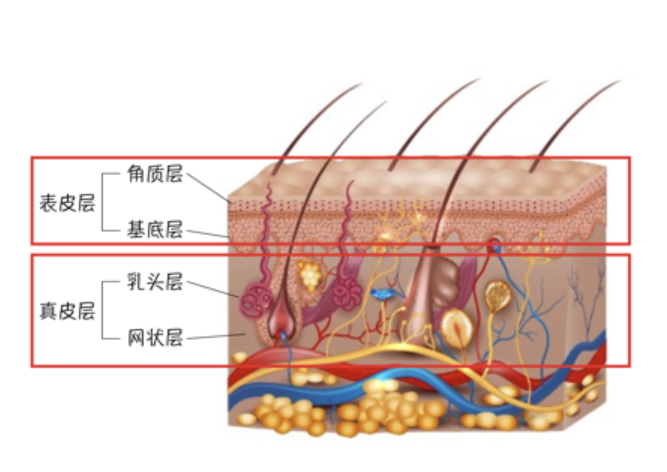 而在基底层,布满了黑素细胞,有我们关心的色素沉着;真皮层又分为乳头