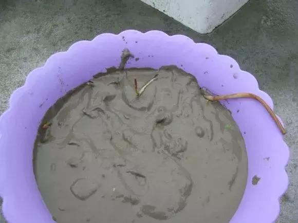 埋种根的时候我们讲究"藏头露尾"淤泥里会带有一些致腐物质,如果你把