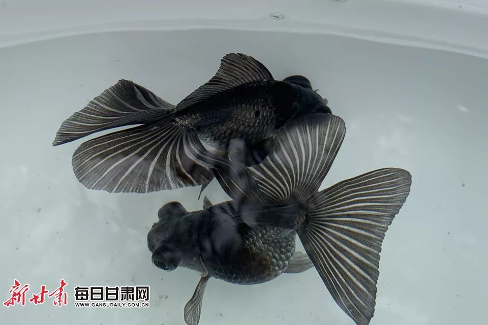 快来看!这是兰州第一次金鱼科普展哦