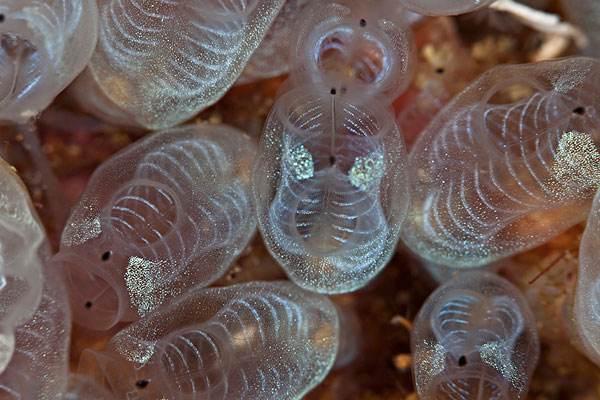 海鞘宝宝人家除了会卖萌人家还有更漂亮的地方那不准笑人家