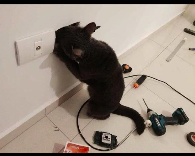 主人正在修电面板,猫好奇钻到里面看,结果被电得头发都炸开了!