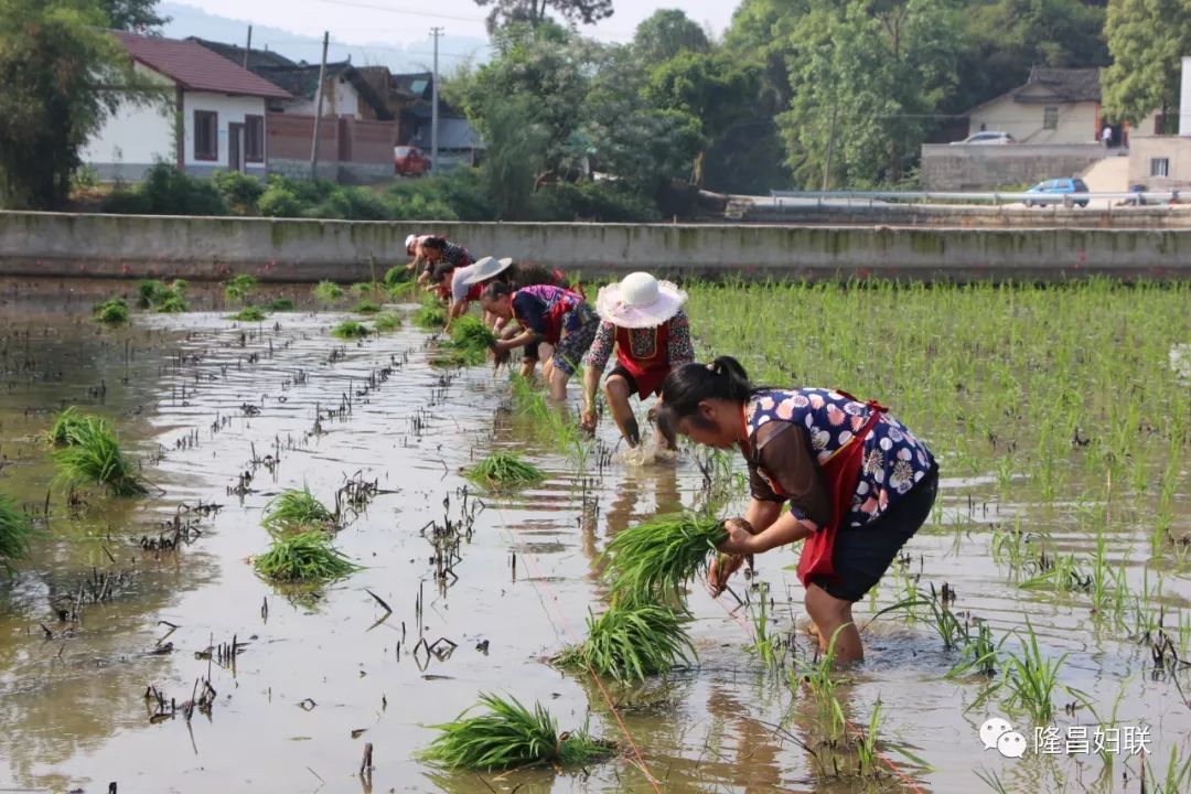 渔箭姐妹齐上阵,插秧比赛庆五一!