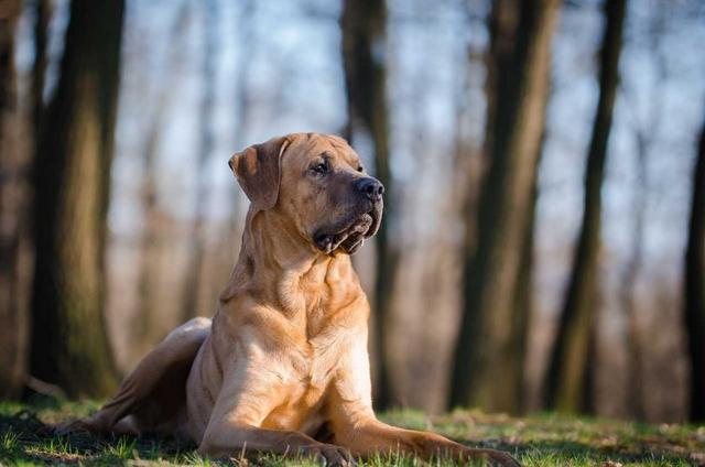 欧美最受欢迎的斗犬,凶狠强壮的土佐犬,是什么样的狗狗?