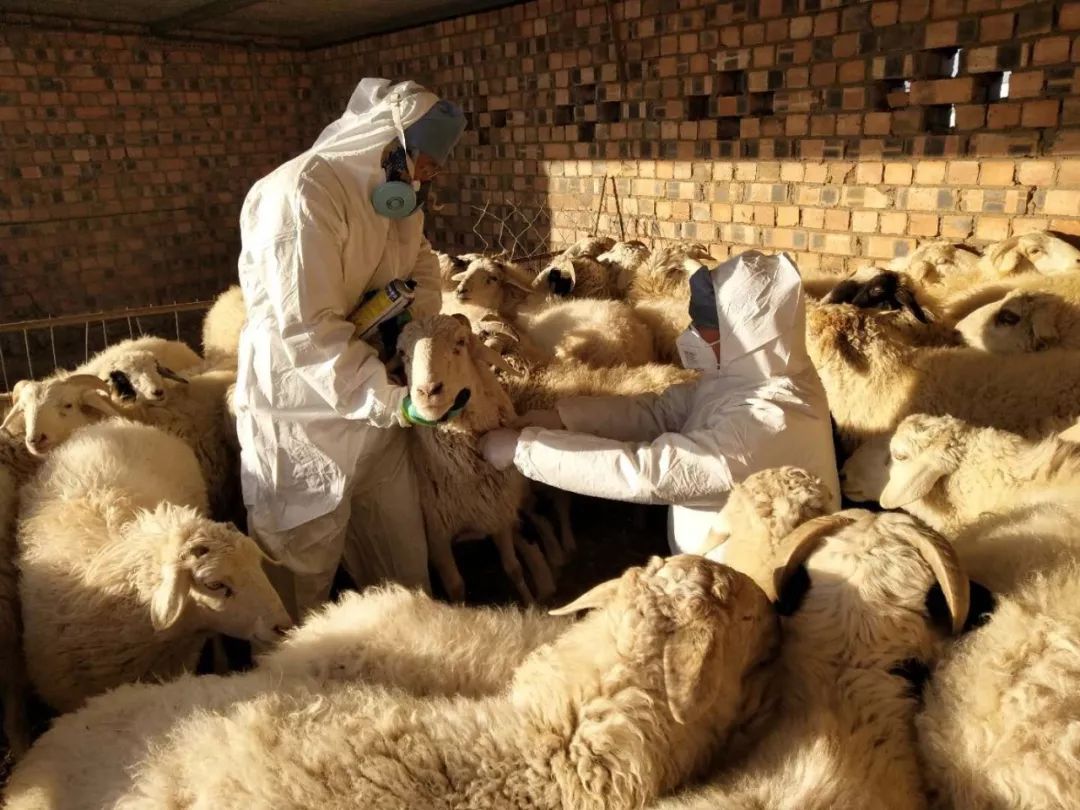 乡间路上的年轻兽医