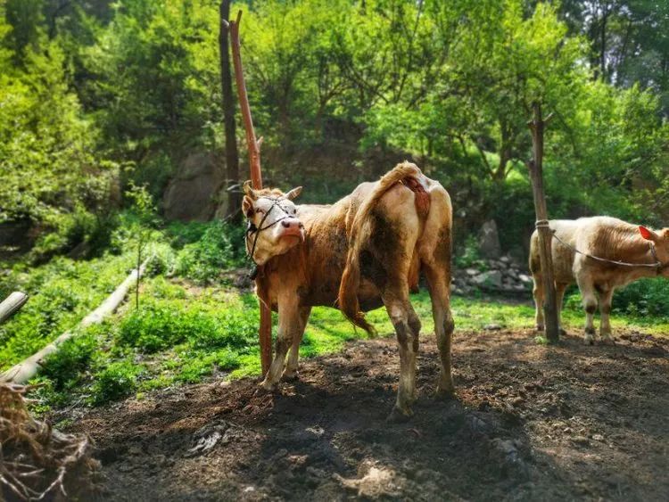 羊肠道路抱紧最后的农耕,土屋缀上楸花,白屈菜,八月炸学着主人的样子