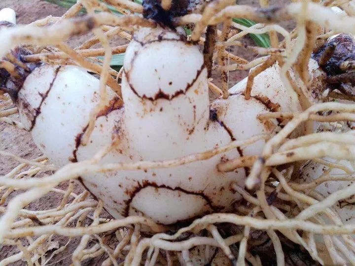 白芨资源与生态环境分析