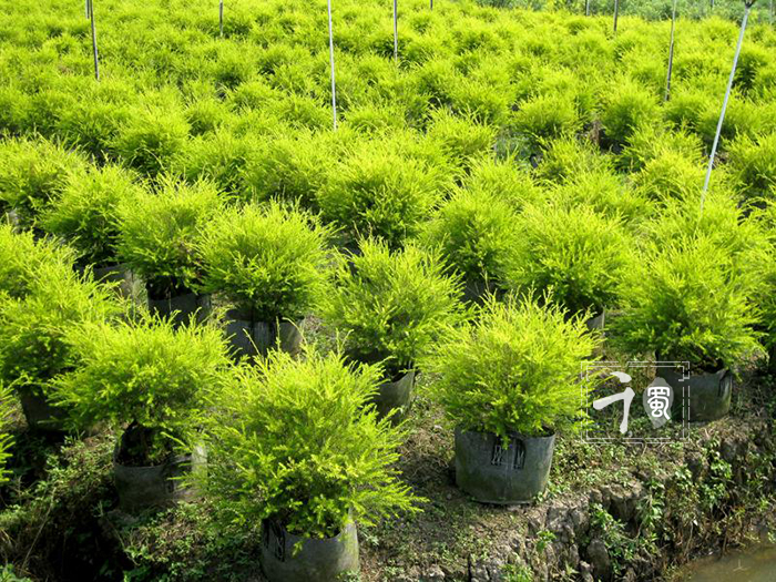 如何栽培千层金其中技巧知多少