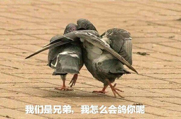 关于兄弟的表情包|我们是兄弟，我怎么会鸽你呢_侵权