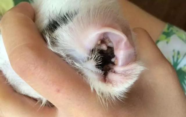 原创猫咪因耳螨导致继发性中耳炎的治疗方法
