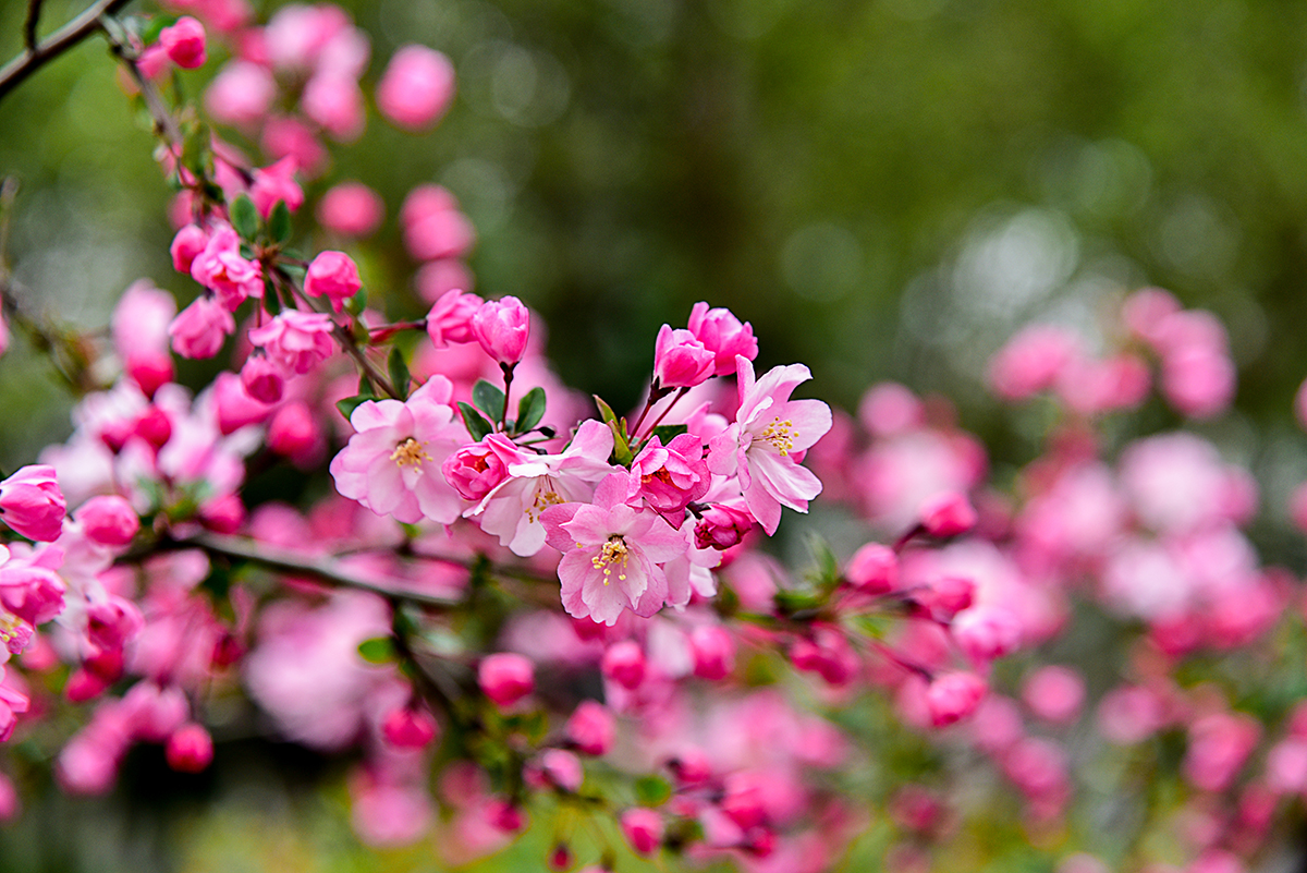 如梦令 :春色.一夜朵开千树.碧柳青纱遮路.