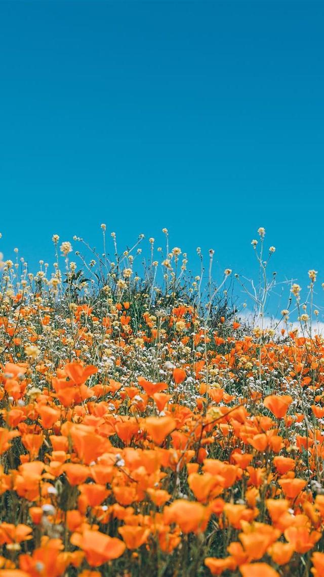 640_1138竖版 竖屏