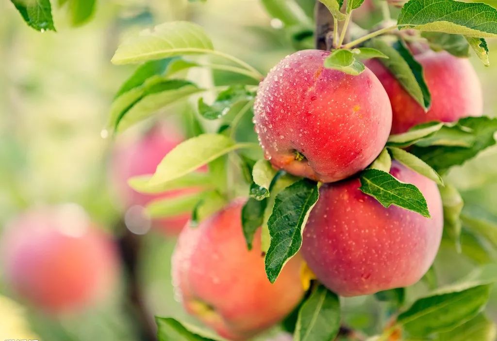 草莓,苹果,樱桃…学工君教你春天挑水果