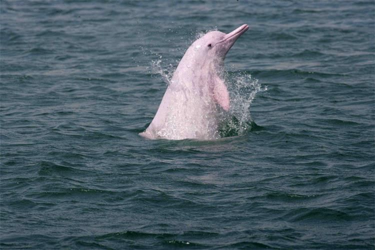 新线首发5月12日穿越珠海最美海岸线徒步高栏港看风车偶遇白海豚