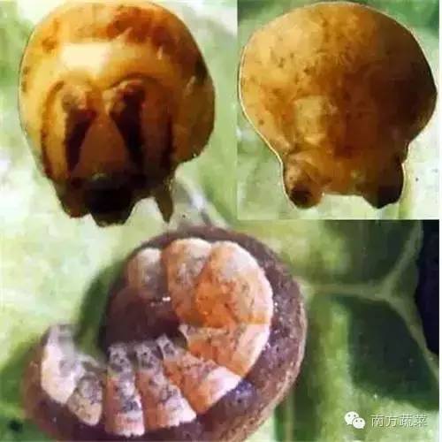 作物虫害地老虎是什么虎关于地老虎你知道多少