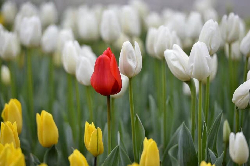 照片没有吸引力先学会用点构图