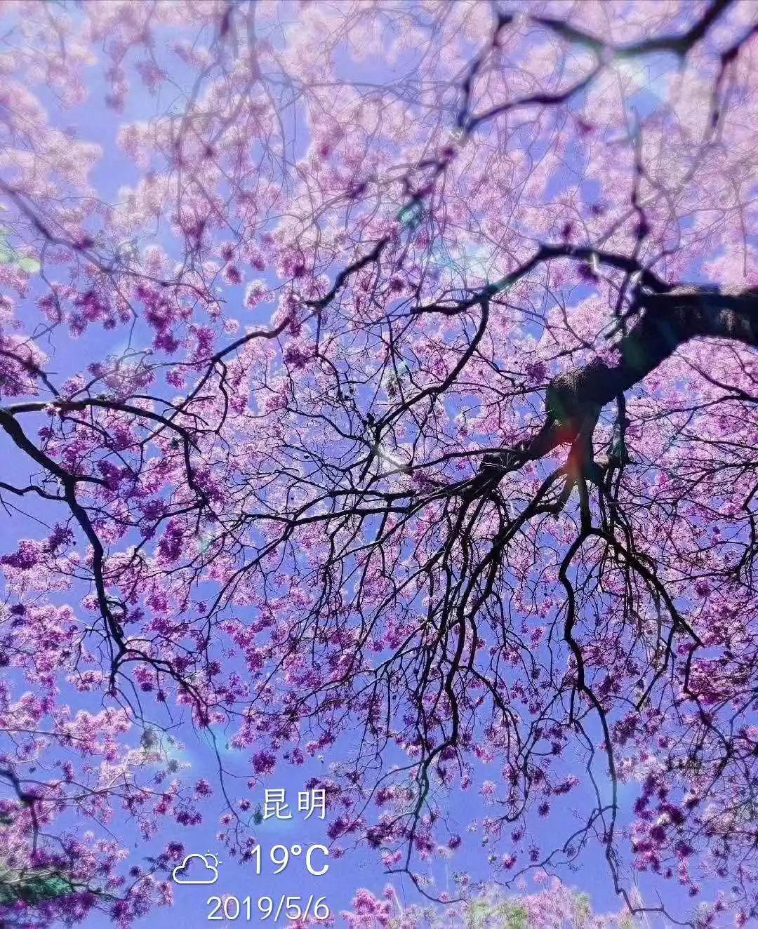 2019立夏节气摄影汇