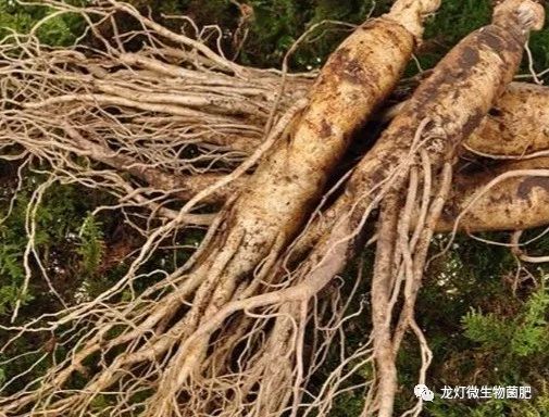 大,很大,特别大!