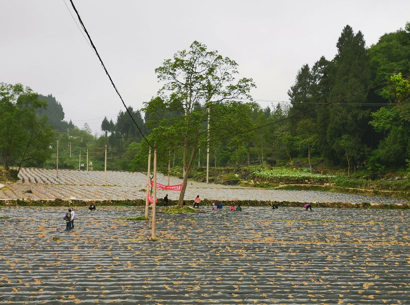 脱贫攻坚春季攻势务川大坪街道甘禾社区700亩辣椒正在移栽辣椒苗