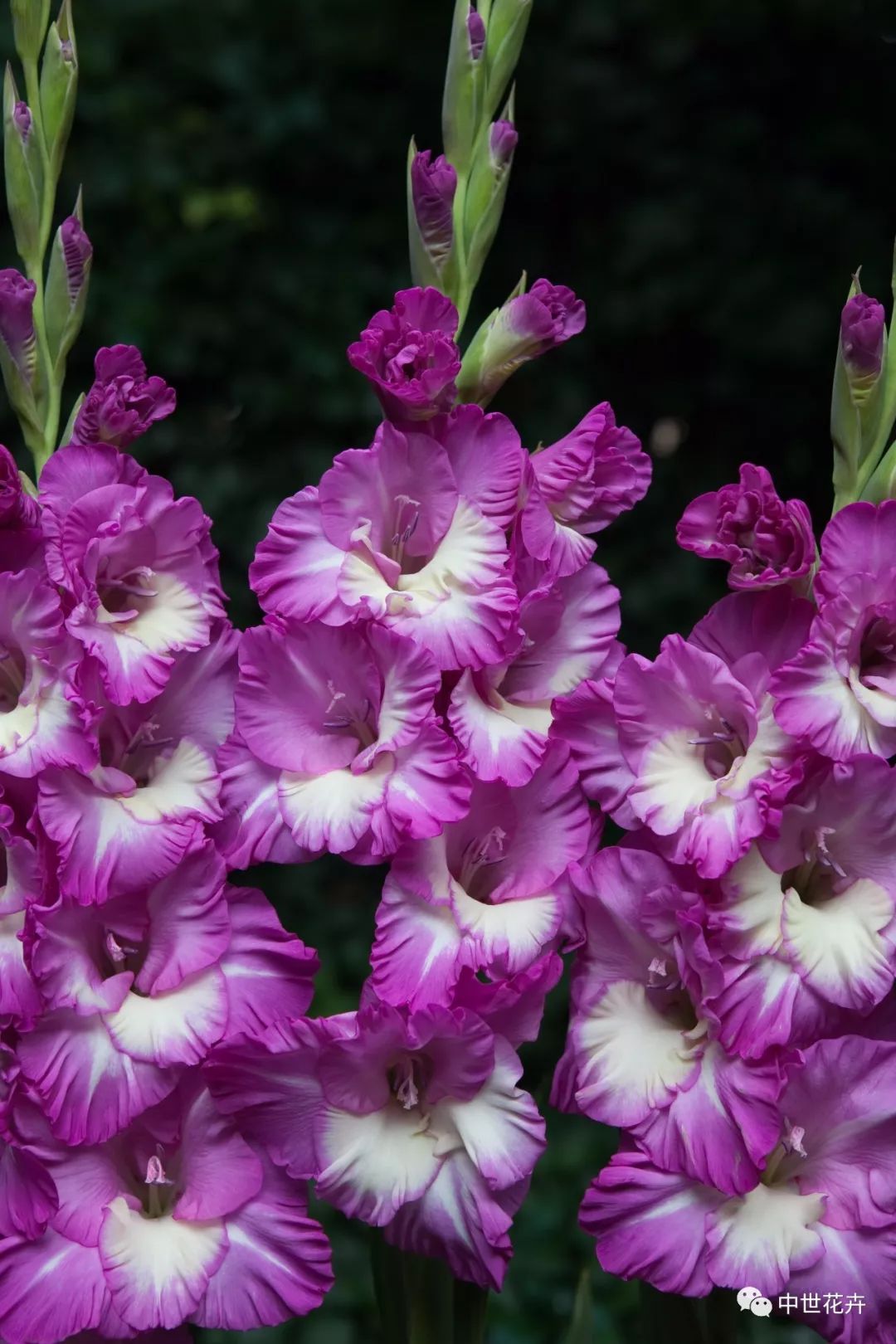 中世花卉好物精选丨唐菖蒲世界四大切花之首