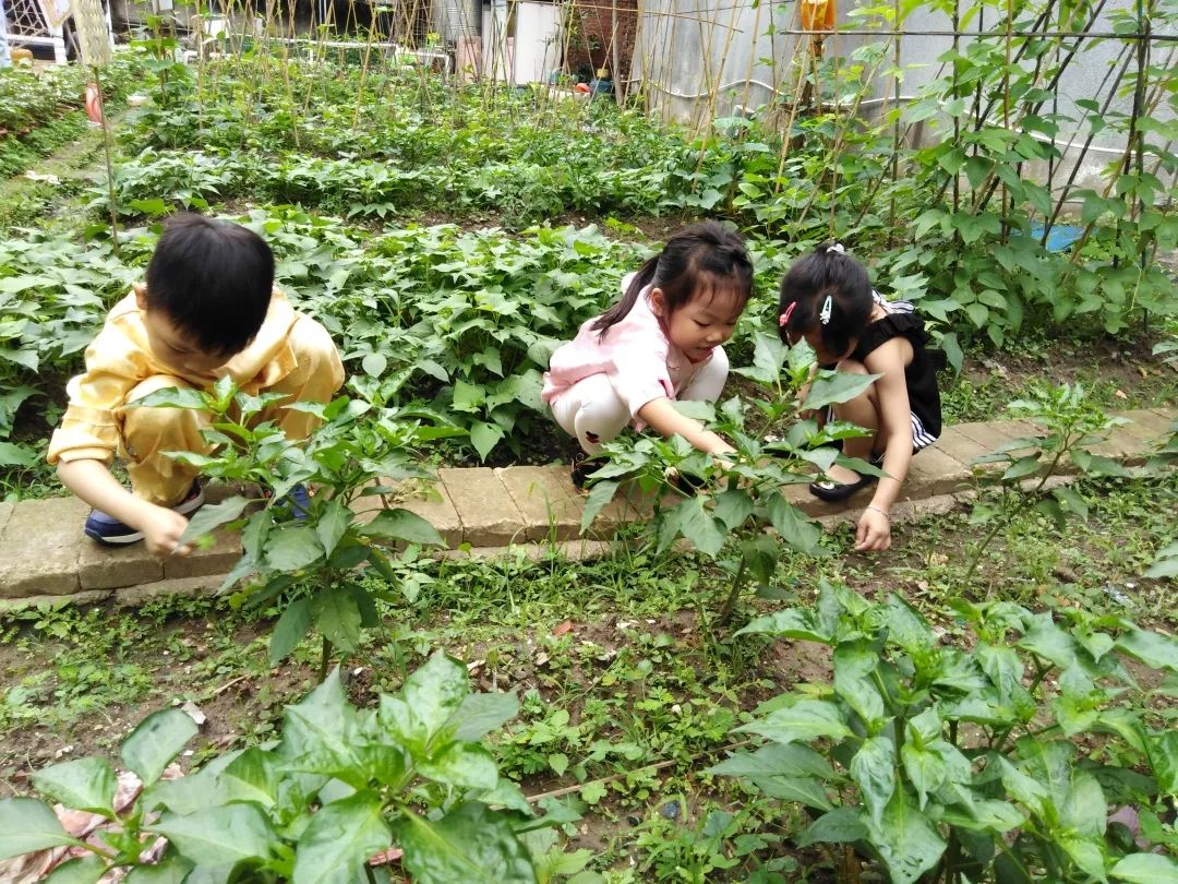 龍江朝霞幼兒園五一勞動節活動專題讓孩子擁有幸福生活的能力