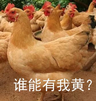 鸡你太美,鸡可不只是美!