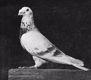 鸽经20年西翁系育种经验大公开