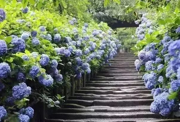夏季疯狂的绣球花园!美的如临仙境!
