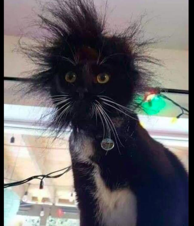 主人正在修电面板,猫好奇钻到里面看,结果被电得头发都炸开了!