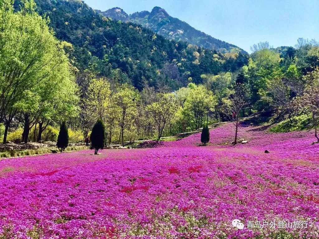 昆嵛山51299元烟台昆嵛山游石门里景区赏芝樱花海一日游